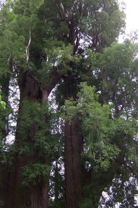 [Grandfather Tree]